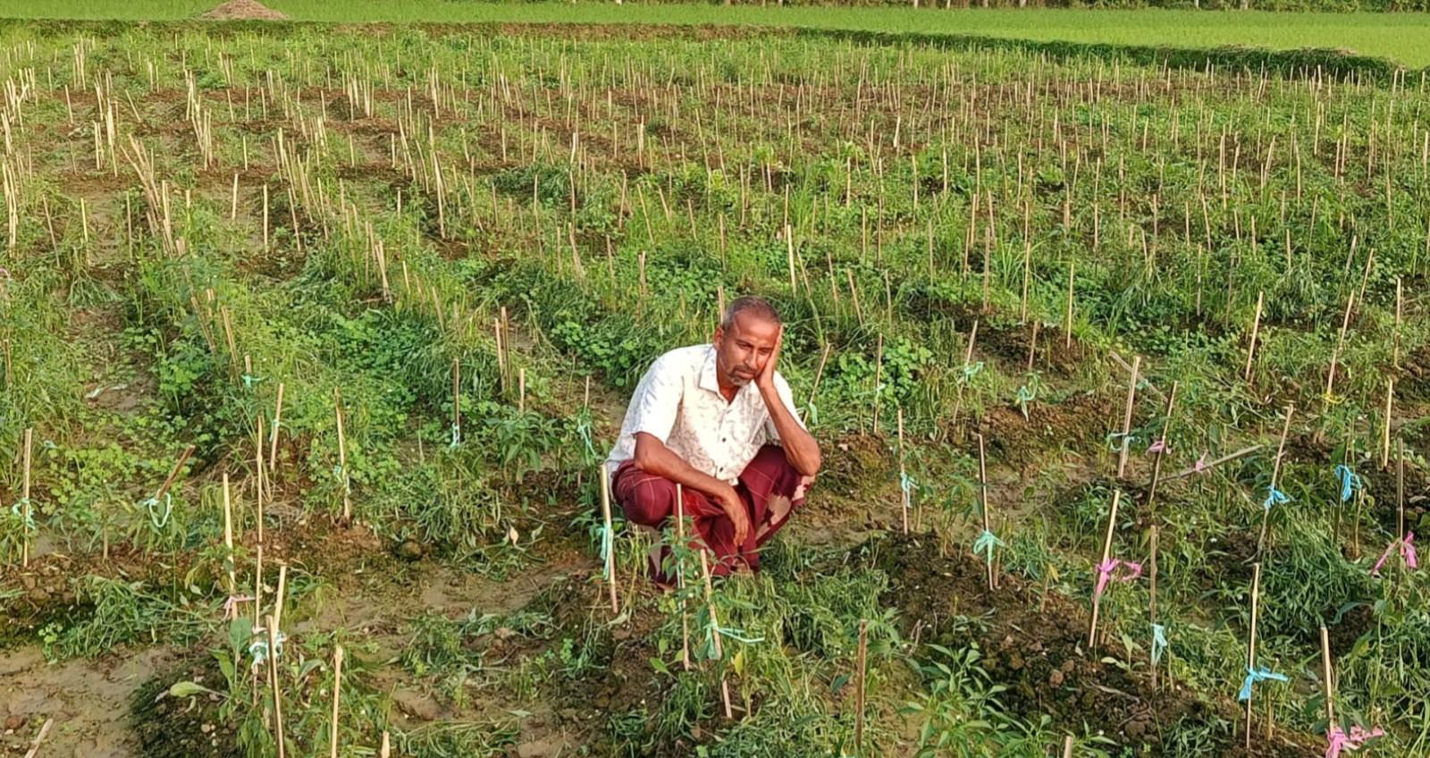 নন্দীগ্রামে কৃষকের মরিচগাছ কেটে ফেলেছে দুর্বৃত্তরা