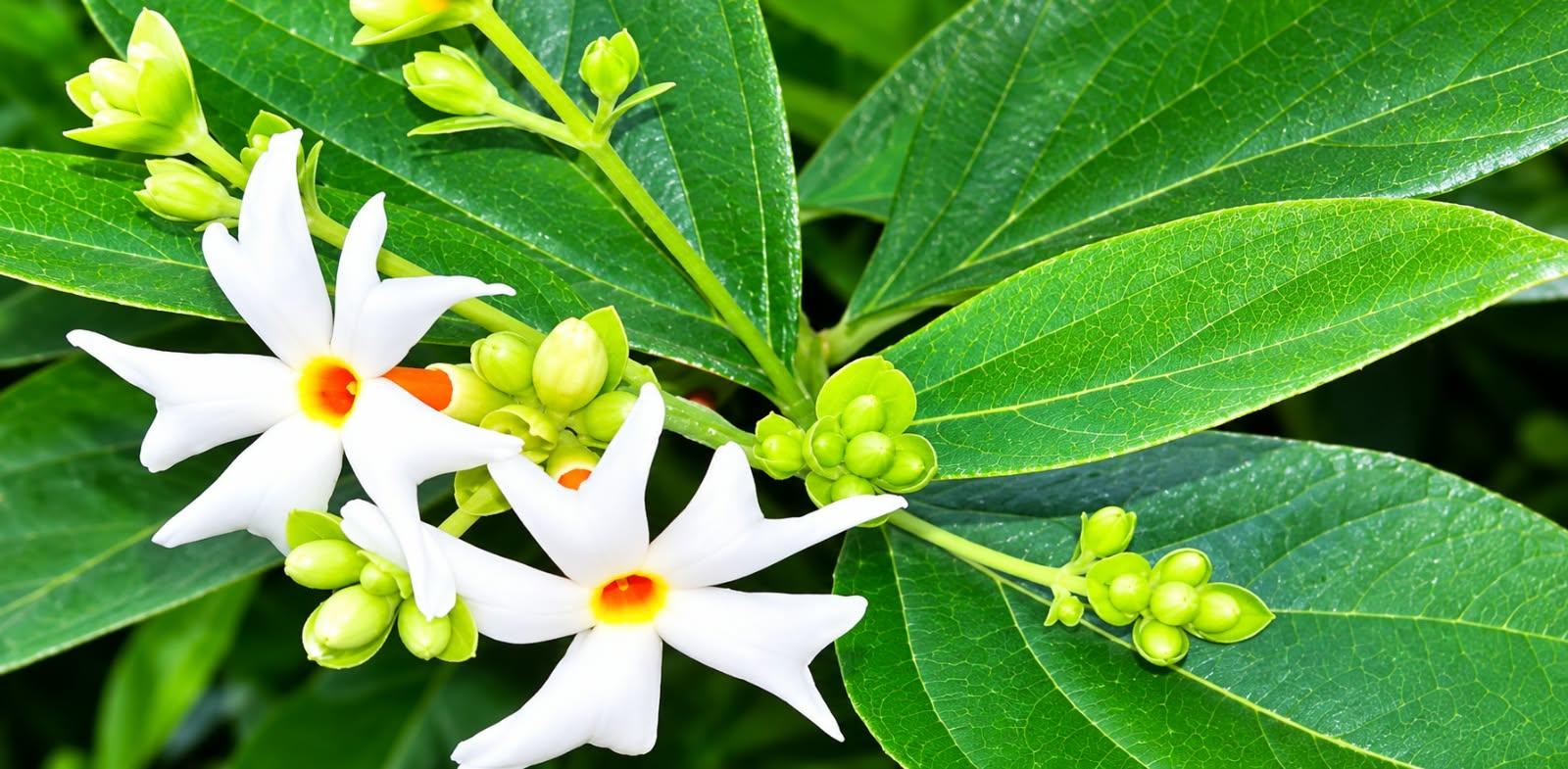 শিউলির সুবাসে শরতকাল, বিদায় নিচ্ছে গরম