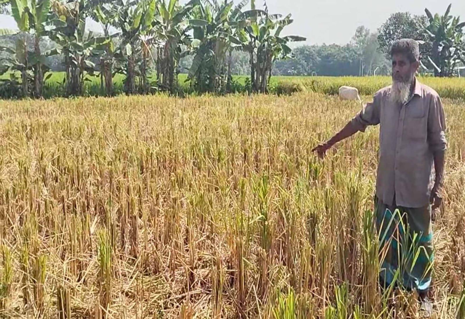 বিরামপুরে আমন ধান কেটে নেওয়া ও শবজি ক্ষেত বিনষ্টের অভিযোগ
