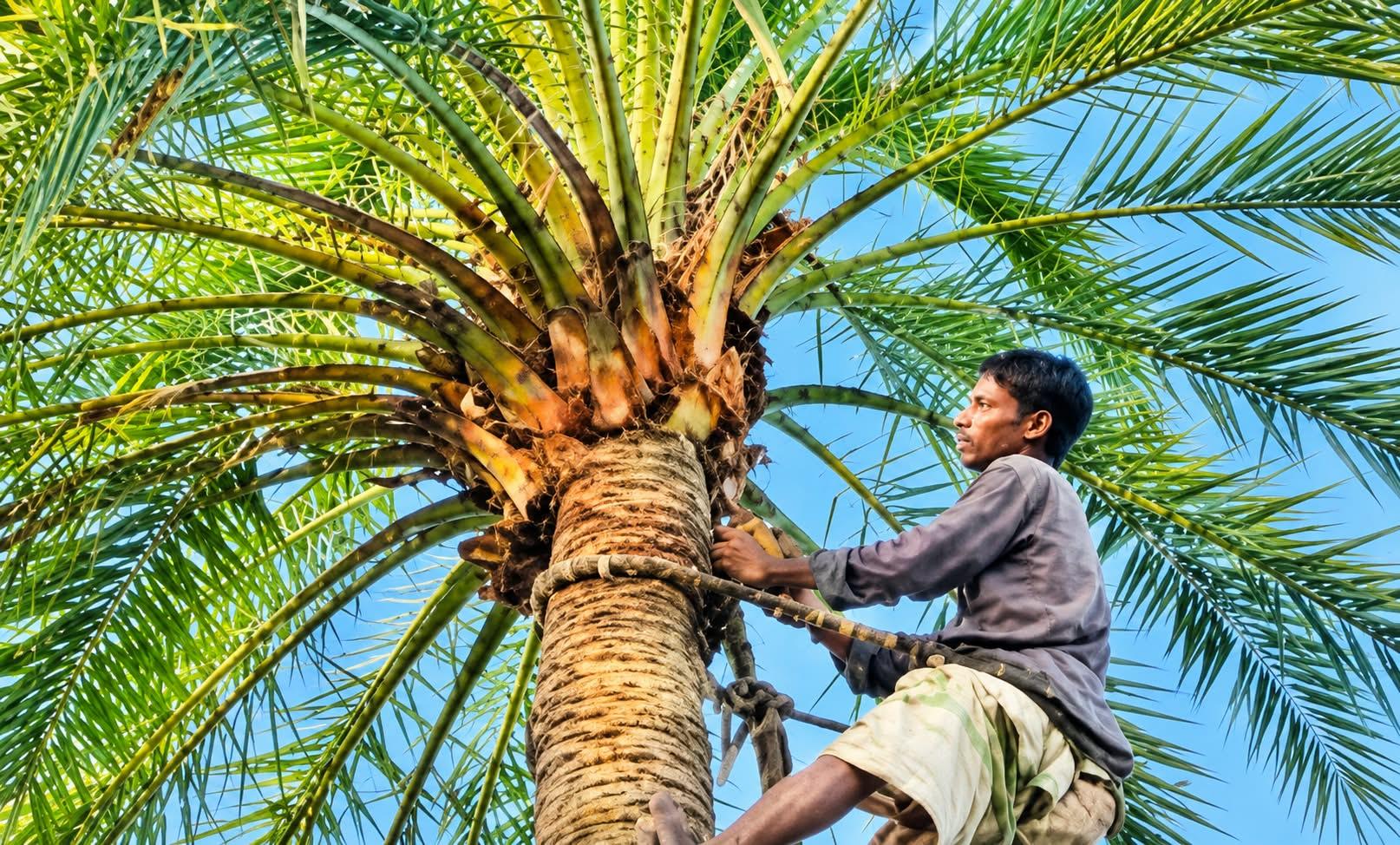 নন্দীগ্রামে খেজুরগাছ ঝোড়ার কাজে ব্যস্ত গাছিরা