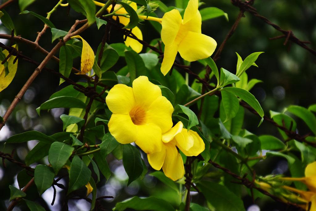 Facebook Post Sharing with Meta image